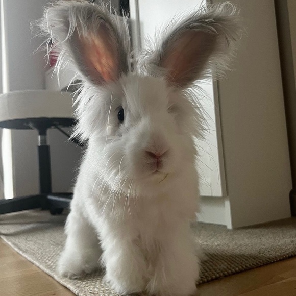 dream closet in progress… - Picture 1 of 1